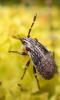 Nysius sp.